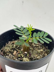 6538 「実生」センナ　メリディオナリス【種から発芽！・発根・Senna meridionalis・葉落ちします】