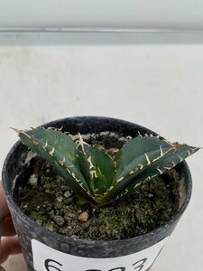 6633 「激レア高級品種」アガベ チタノタ 白鯨　植え【発根・多肉植物・Agave Titanota White Whale】