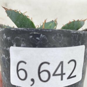 6642 「激レア高級品種」アガベ チタノタ 白鯨 植え【発根・多肉植物・Agave Titanota White Whale】の画像3