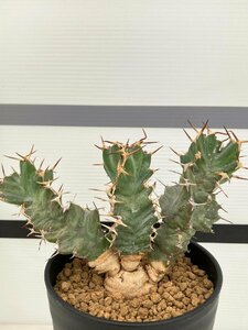 7035 「多肉植物」ユーフォルビア トルチラマ 植え【発根未確認・塊根植物・Euphorbia tortirama】