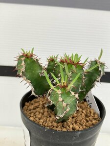 7031 「多肉植物」ユーフォルビア グラニティコラ 植え【発根未確認・塊根植物・Euphorbia graniticola】