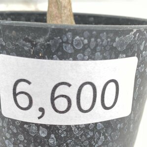 6600 「実生」アデニアSP マダガスカル産種子株 植え【発根・Adenia・塊根植物】の画像3