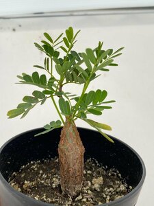 6536 「実生」センナ　メリディオナリス【種から発芽！・発根・Senna meridionalis・葉落ちします】