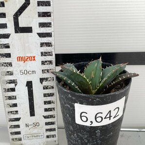 6642 「激レア高級品種」アガベ チタノタ 白鯨 植え【発根・多肉植物・Agave Titanota White Whale】の画像2