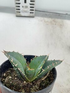 6641 「激レア高級品種」アガベ チタノタ 白鯨　植え【発根・多肉植物・Agave Titanota White Whale】