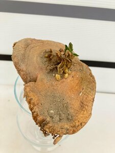 7022 「多肉植物】ブラキステルマ プロカモイデス 抜き苗【畑に地植え株・輸入後自社養生株・Brachystelma plocamoides】