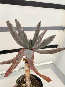 6565 「実生」アロエ パキダクティロス【多肉植物・アロエ・種から発芽！Aloe pachydactylos】