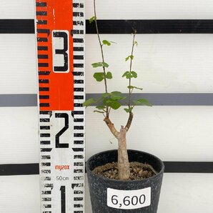 6600 「実生」アデニアSP マダガスカル産種子株 植え【発根・Adenia・塊根植物】の画像2