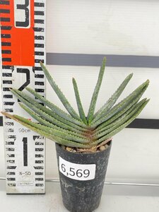 6569 「実生」アロエ　コンプレッサ　【多肉植物・アロエ・種から発芽！Aloe Compressa】