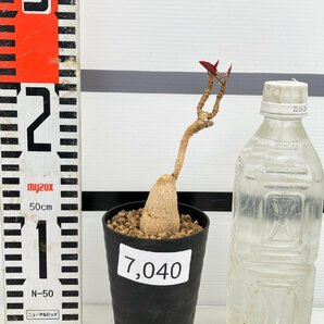 7040 「多肉植物」ユーフォルビア ラバティ レッドリーフ 植え【発根未確認・発芽・labatii f. 'RedLeaf】の画像2