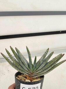 6570 「実生」アロエ　コンプレッサ　【多肉植物・アロエ・種から発芽！Aloe Compressa】