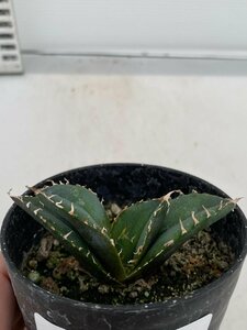 6629 「激レア高級品種」アガベ チタノタ 白鯨　植え【発根・多肉植物・Agave Titanota White Whale】