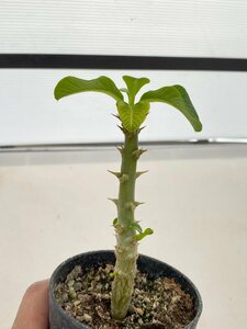 6550 「実生」パキポディウム ウィンゾリ 【発根・Pachypodium windsorii・塊根植物】