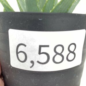 6588 「多肉植物」アロエ ポリフィラ【実生・成長順調厳選株・Aloe polyphylla・多肉植物・発根】の画像3