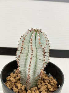 7029 「多肉植物」ユーフォルビア 白肌ホリダ 植え【発根未確認・塊根植物・Euphorbia horrida】