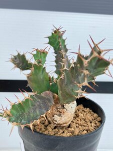 7034 「多肉植物」ユーフォルビア トルチラマ 植え【発根未確認・塊根植物・Euphorbia tortirama】