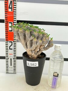 8982 「多肉植物」ユーフォルビア ギラウミニアナ 植え【発根・Euphorbia guillauminiana・発芽開始】