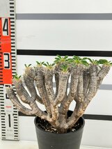 8981 「多肉植物」ユーフォルビア ギラウミニアナ 植え【発根・Euphorbia guillauminiana・発芽開始】_画像3