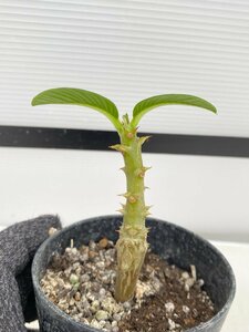8150 「実生」パキポディウム ウィンゾリ 【種から発芽・発根・Pachypodium windsorii・塊根植物】