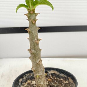 8151 「実生」パキポディウム ウィンゾリ 【種から発芽・発根・Pachypodium windsorii・塊根植物】の画像2