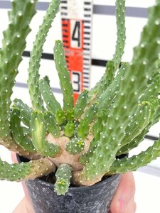 9427 「実生」ユーフォルビア イネルミス 【塊根植物・Euphorbia inermis】