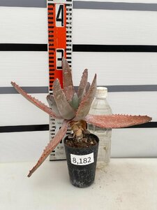 8182 「実生」アロエ パキダクティロス【多肉植物・アロエ・種から発芽！Aloe pachydactylos】