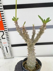 8270 「「実生」パキポディウム マカイエンセ 植え【種から発芽！・発根・Pachypodium makayense・塊根植物】