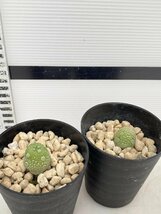 8194 「多肉植物」プセウドリトス ミギウルティヌス 2株セット【発根・Pseudolithos migiurtinus】_画像2