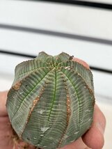 9404 「多肉植物I」ユーフォルビア　オベサ　抜き苗【極上特選大株・畑に地植え株・発根・Euphorbia obesa・美株】_画像10