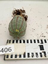 9406 「多肉植物I」ユーフォルビア　オベサ　抜き苗【極上特選大株・畑に地植え株・発根・Euphorbia obesa・美株】_画像7