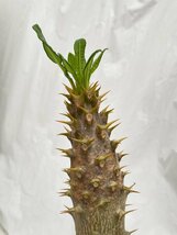 9455 「実生」パキポディウム アンボンゲンセ 大 抜き苗【種から発芽・畑に地植え株・Pachypodium・葉落ちします・5/10朝引き抜き】_画像3