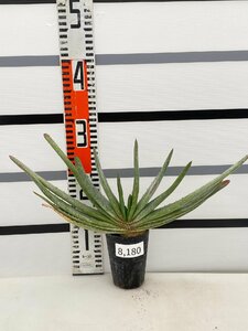 8180 「実生」アロエ　コンプレッサ　【多肉植物・アロエ・種から発芽！Aloe Compressa】