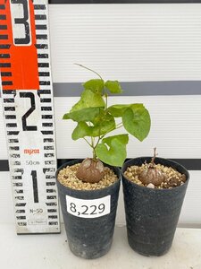 8229 「実生」ディオスコレア アフリカ亀甲竜 2株セット【発根・Dioscorea elephantipes・美株】