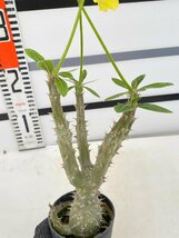 8273 「「実生」パキポディウム マカイエンセ 植え【種から発芽！・発根・Pachypodium makayense・塊根植物】_画像2