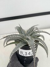 8142 「多肉植物】ディッキア　グランマルニエ　植え【発根・多肉植物・子株・Dyckia marnier-lapostollei Grand Marnier】_画像1