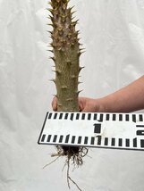 9455 「実生」パキポディウム アンボンゲンセ 大 抜き苗【種から発芽・畑に地植え株・Pachypodium・葉落ちします・5/10朝引き抜き】_画像2