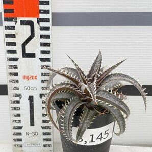 8145 「多肉植物】ディッキア グランマルニエ 植え【発根・多肉植物・子株・Dyckia marnier-lapostollei Grand Marnier】の画像4