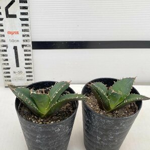 8189 「激レア高級品種」アガベ チタノタ 白鯨 2株セット【発根・多肉植物・Agave Titanota White Whale】の画像2