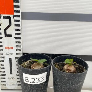 8233 「実生」ディオスコレア アフリカ亀甲竜 2株セット【発根・Dioscorea elephantipes・美株】の画像1