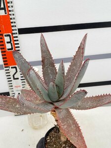 8183 「実生」アロエ パキダクティロス【多肉植物・アロエ・種から発芽！Aloe pachydactylos】