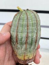 9406 「多肉植物I」ユーフォルビア　オベサ　抜き苗【極上特選大株・畑に地植え株・発根・Euphorbia obesa・美株】_画像5