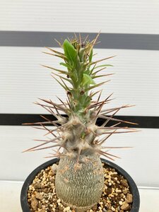 8960 「塊根植物」パキポディウム レアリー 植え【発根未確認・多肉植物・Pachypodium lealii】