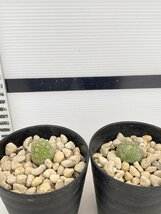 8196 「多肉植物」プセウドリトス ミギウルティヌス 2株セット【発根・Pseudolithos migiurtinus】_画像2