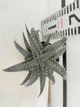 8142 「多肉植物】ディッキア　グランマルニエ　植え【発根・多肉植物・子株・Dyckia marnier-lapostollei Grand Marnier】_画像5