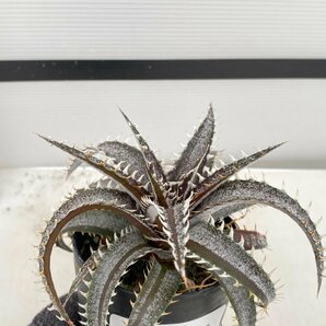 8145 「多肉植物】ディッキア グランマルニエ 植え【発根・多肉植物・子株・Dyckia marnier-lapostollei Grand Marnier】の画像1