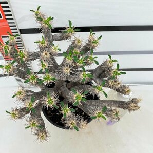 8991 「多肉植物」ユーフォルビア ギラウミニアナ大 植え【発根・Euphorbia guillauminiana・発芽開始】の画像6