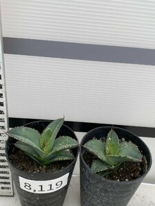 8119 「多肉植物】アガベ　ホワイトアイス 2株セット【発根・子株・agave white ice】