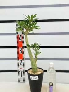 8999 「塊根植物」ドルステニア ギガス 植え【発根開始・発芽開始・Dorstenia gigas・多肉植物】