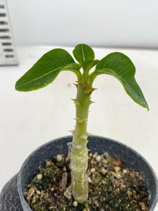 8153 「実生」パキポディウム ウィンゾリ 【種から発芽・発根・Pachypodium windsorii・塊根植物】