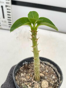 8154 「実生」パキポディウム ウィンゾリ 【種から発芽・発根・Pachypodium windsorii・塊根植物】